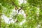 Looking view Ricebird or weaver bird nest on tree