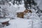 Looking at a wooden cabin through some snow covered branches