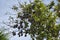 Lookup tree top full of hanging island flying fox.