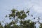 Lookup tree top full of hanging island flying fox.