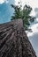 Lookup view of big tree with green leaves in forest against cloudy sky