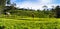 The Loolecondera estate was the first tea plantation estate in Sri Lanka