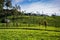 The Loolecondera estate was the first tea plantation estate in Sri Lanka Ceylon