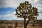 Looming joshua tree in the desert