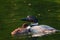 Loon with Baby Chick Begging For Food