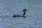 Loon Calling on a Ottertrack Lake in Quetico Provincial Park