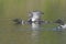 Loon Displaying on a Lake