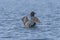 Loon Displaying in a North Woods Lake