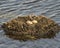 Loon Eggs Photo Stock. Loon eggs and nest building with marsh grasses and mud on the side of the lake in their environment and