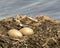 Loon Eggs Photo Stock. Loon eggs and nest building with marsh grasses and mud on the side of the lake in their environment and