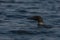 Loon fishing on the lake