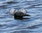 Loon Photo Stock. Close-up profile front view swimming in the lake in its environment and habitat. Loon in Wetland Image. Loon on
