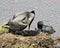 Loon Photo Stock. Loon couple nesting and guarding the nest and brood eggs  in their environment and habitat with a blur water