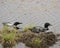 Loon Photo Stock. Loon couple nesting and guarding the nest  by the lake shore in their environment and habitat with a blur water