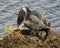 Loon Photo Stock. Loon Egg and Nest Image. Loon on Lake. Loon in Wetland. Nesting with eggs in its wetland environment and habitat