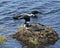 Loon Photo Stock. Loon Nest Image. Loon on Lake. Loon in Wetland. Couple nesting with marsh grasses, mud and water by the