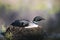 Loon Photo Stock. Loon Nest Image. Loon on Lake. Loon in Wetland. Nesting with marsh grasses, mud and water by the lakeshore in