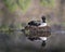 Loon Photo Stock. Loon Nest Image. Loon in Wetland. Loon on Lake. Bird Reflection. Nesting with marsh grasses, mud and water by