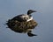 Loon Photo Stock. Loon Nest Image. Loon in Wetland. Loon on Lake. Nesting with marsh grasses, mud and water by the lakeshore in