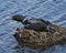 Loon Photo Stock. Loon on Nest. Loon in Wetland. Loon on Lake Image. Nesting on its nest with marsh grasses, mud and water by the