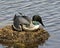 Loon Photo Stock. Loon on Nest. Loon in Wetland. Loon on Lake Image. Nesting on its nest with marsh grasses, mud and water by the
