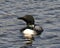 Loon Photo Stock. Loon in Wetland Image. Loon on Lake. Close-up profile front view swimming in the lake in its environment and