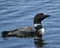 Loon Photo Stock. Loon in Wetland Image. Loon on Lake. Close-up profile view swimming in the lake in its environment and habitat