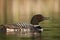 Loon Swimming in a Lake
