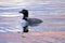 Loon swimming in lake at sunset, beautiful pink reflection on clear blue water.