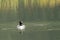 Loon Swimming Toward Camera