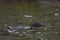 Loon swimming on Upper Twin Lake, Ontario, Canada