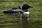 Loon and two Babies