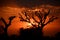 Loong tree (Prosopis cineraria) silhouettes at sunset. Mandawa. Rajasthan. India