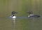 Loons Meeting on a Wilderness Lake