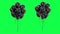 Loop Bundle of black balloons on a green background