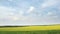 Loop of white clouds moving on the blue sky over yellow rapeseed field