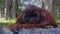 Loopable Cinemagraph Portrait of Bornean Orangutan Monkey Pongo Pygmaeus