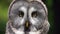 Loopable Cinemagraph of Portrait of Great Grey Owl Strix nebulosa