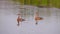 Loopable cinemagraph of two duck swimming in pond