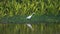 Loopable cinemagraph of white egret ardea alba bird in nature