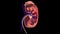 Looped human kidney rotation model