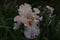 Loose bud of white irin with pink petals on the edges against the background of dense green stems