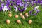 Loose eggs on grass with blooming crocuses