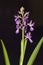 Loose-flowered Orchid