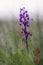 Loose-flowered Orchid - Orchis laxiflora