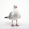 Loose Gestural Seagull: Humorous Studio Portrait On White Isolated Background