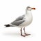 Loose Gestural Seagull On White Background - Uhd Image