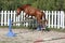 Loose jumping in summer economy round pen