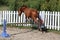 Loose jumping in summer economy round pen