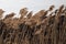 A loose panicle of reeds in the wind